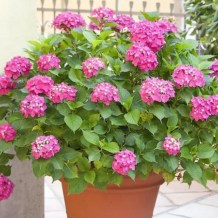 Hortensia