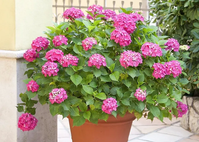 Hortensia